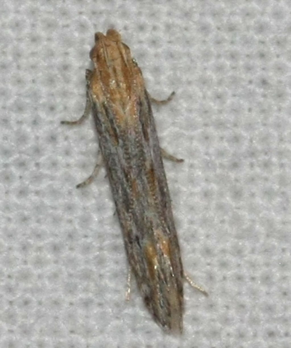 ID moth Crete: Metzneria riadella maybe?